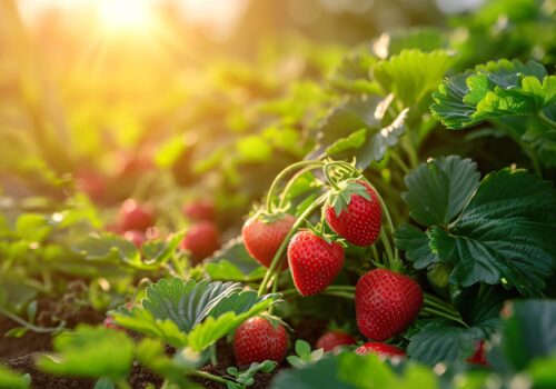 Close up strawberries in the garden at sunrise Close up strawberries in the garden at sunrise