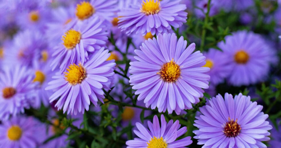 Les asters, la plante du mois de septembre.