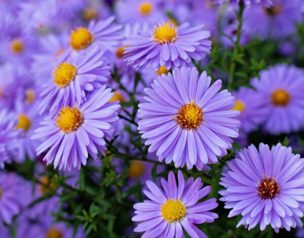 Les asters, la plante du mois de septembre.