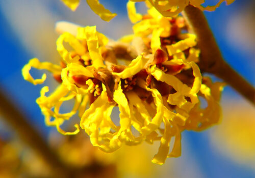 BLOG DELBARD - hamamélis BLOG DELBARD - hamamélis