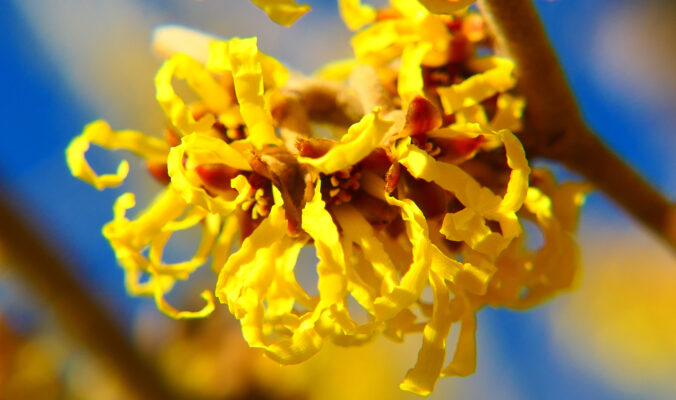 BLOG DELBARD - hamamélis