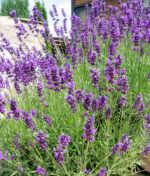 La lavande, comment la cultiver et l’entretenir ?