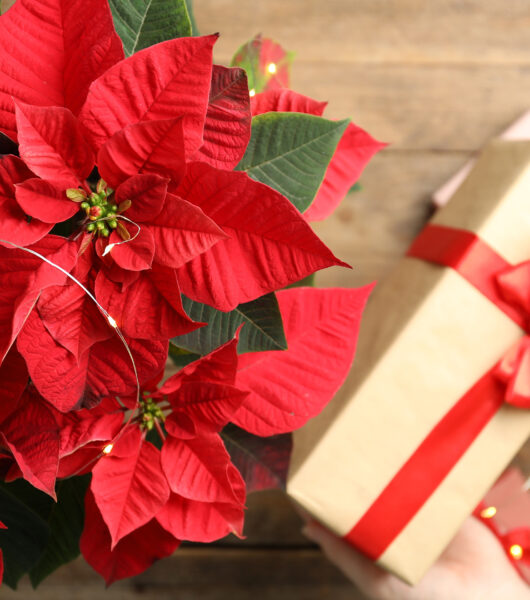 BLOG DELBARD - soin plantes après noel