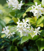 Connaissez-vous le jasmin étoilé ?