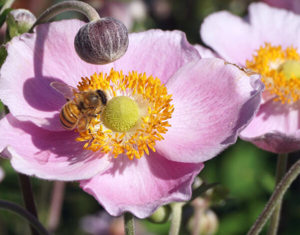 BLOG DELBARD - Hellébore