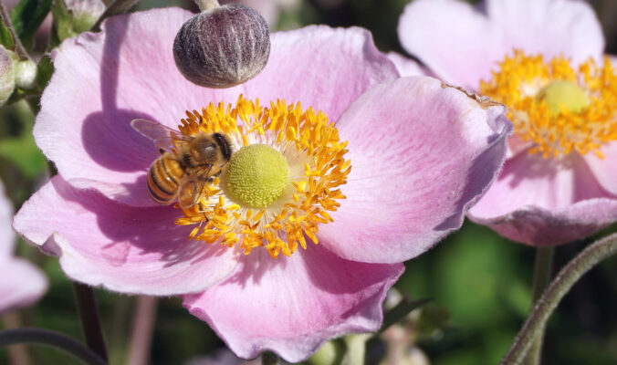 BLOG DELBARD - Hellébore