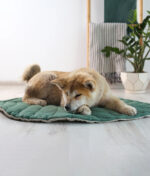 Comment choisir un cadeau adapté à mon chien ?