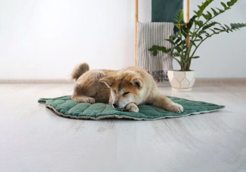 BLOG DELBARD - cadeau chien