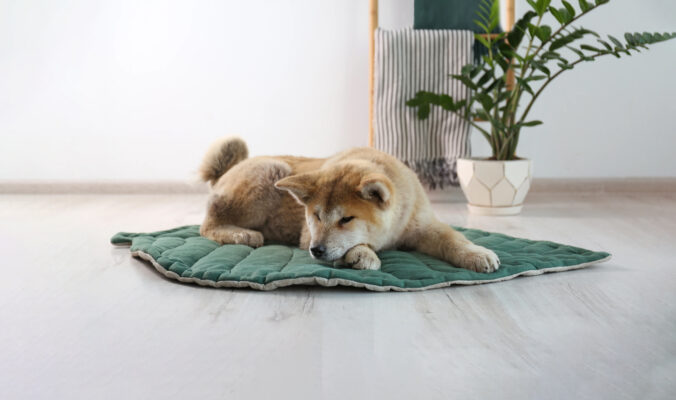 BLOG DELBARD - cadeau chien BLOG DELBARD - cadeau chien