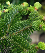 Les grandes variétés de sapins naturels