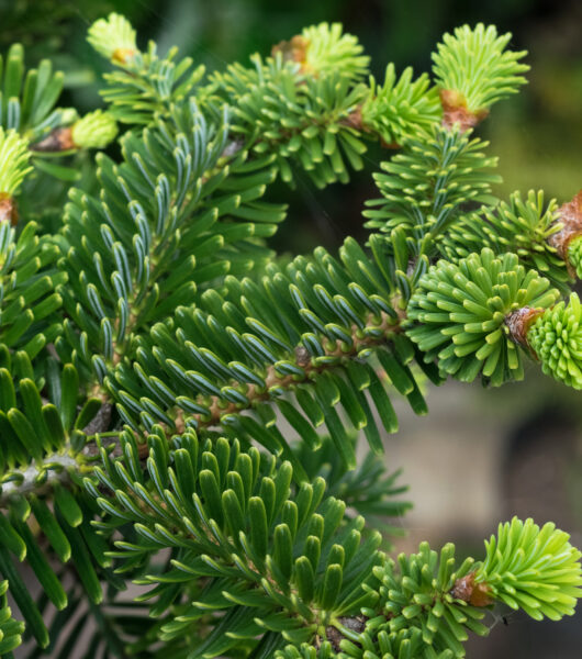 BLOG DELBARD - variétés sapins naturels