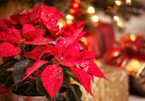 BLOG DELBARD - poinsettia