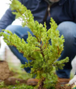 Plantez vos arbres et arbustes pour la Sainte-Catherine