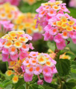 Le lantana, l’incontournable de nos jardins !