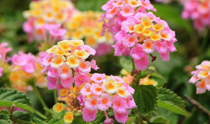 BLOG DELBARD - lantana