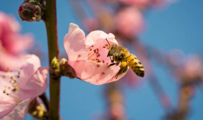 BLOG DELBARD - semaine des fleurs abeilles