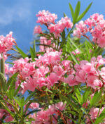 Comment planter et entretenir le laurier rose ?