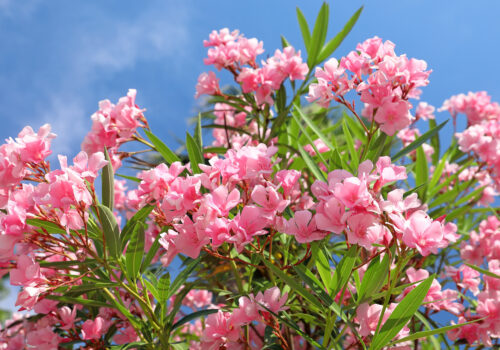 BLOG DELBARD - laurier rose plante juillet