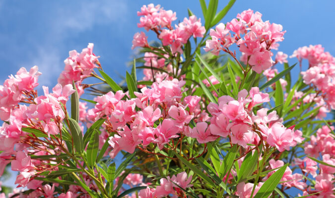 BLOG DELBARD - laurier rose plante juillet