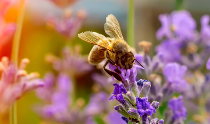 BLOG DELBARD - abeilles