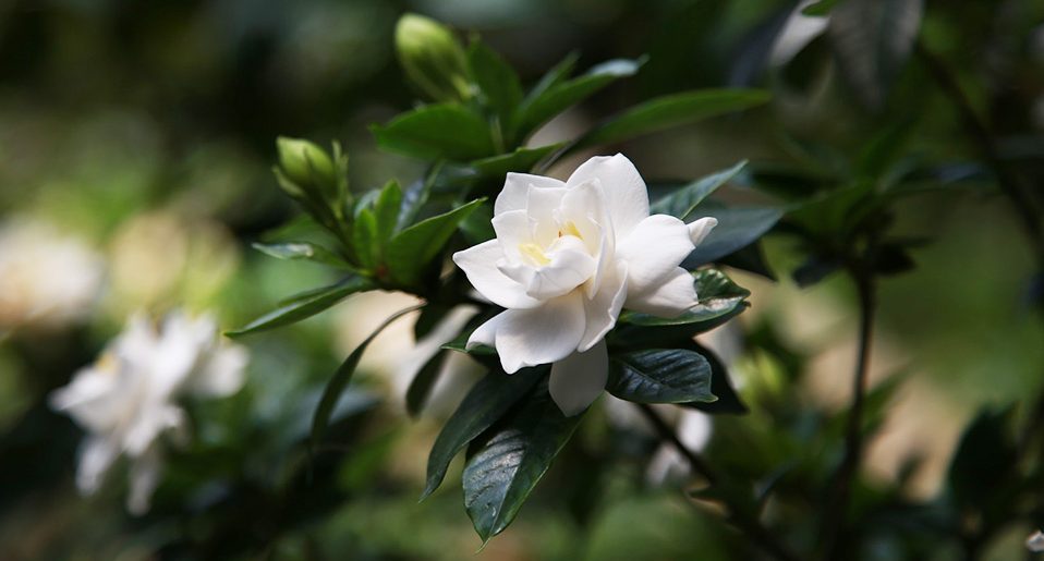 Gardenia jasminoide parfumée blanche plante intérieur conseils entretien plantation pot Blog Delbard