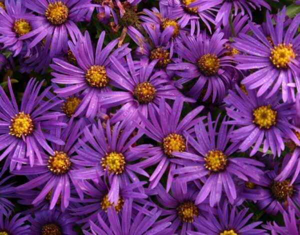 asters-marguerites