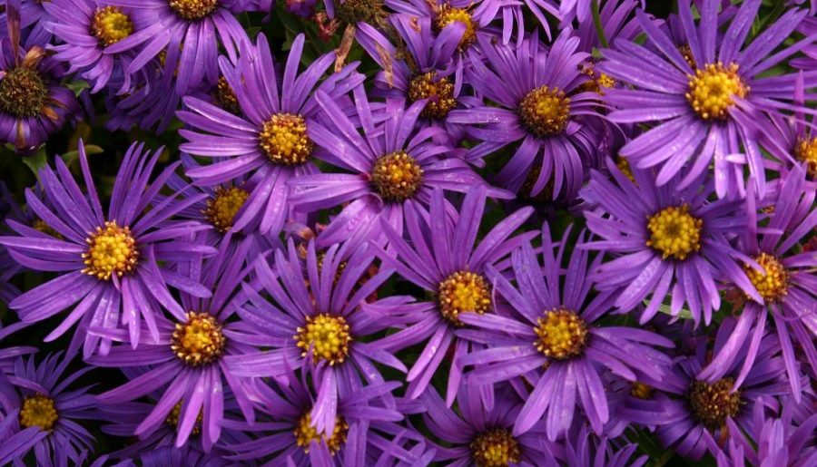 asters-marguerites