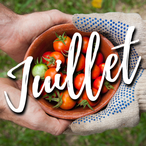 potager-blog-delbard-jardin-juillet