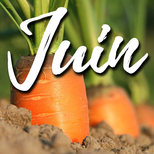 potager-blog-delbard-jardin-conseils-juin