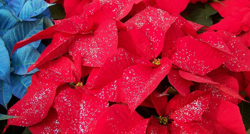 poinsettia-blog-delbard-jardin-décembre-plante