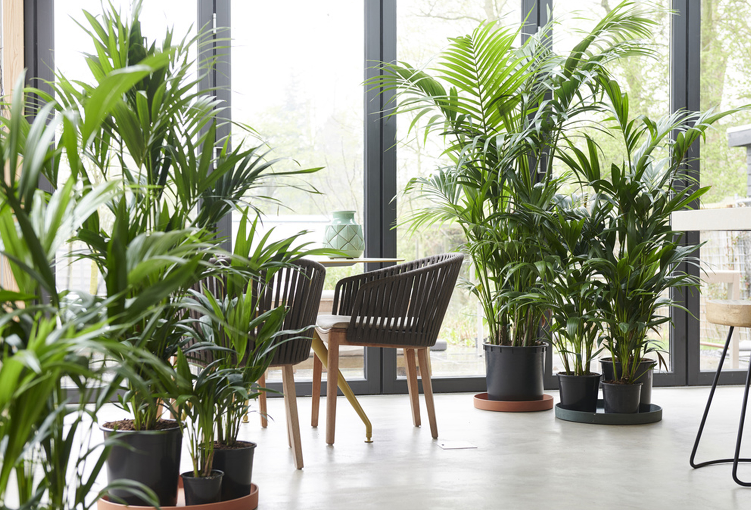 Palmier Kentia Howea Forsteriana – Grande Plante D'Intérieur Purificatrice D'Air, Hauteur 120-130 Cm, Pot Ø24 Cm, Ambiance Tropicale