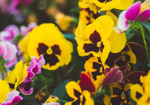 BLOG DELBARD - pensees