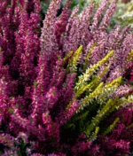 Bruyère, la plante de saison à adopter dans votre maison !