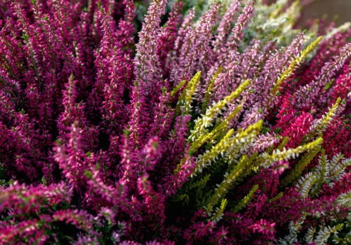 Bruyere-AdobeStock_311478221 Bruyere-AdobeStock_311478221