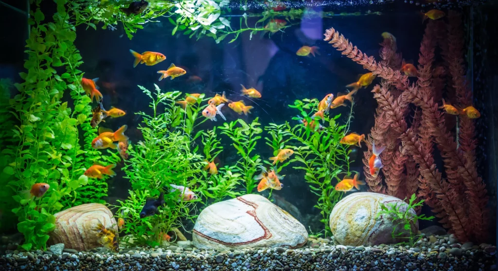 aquarium poisson soin
