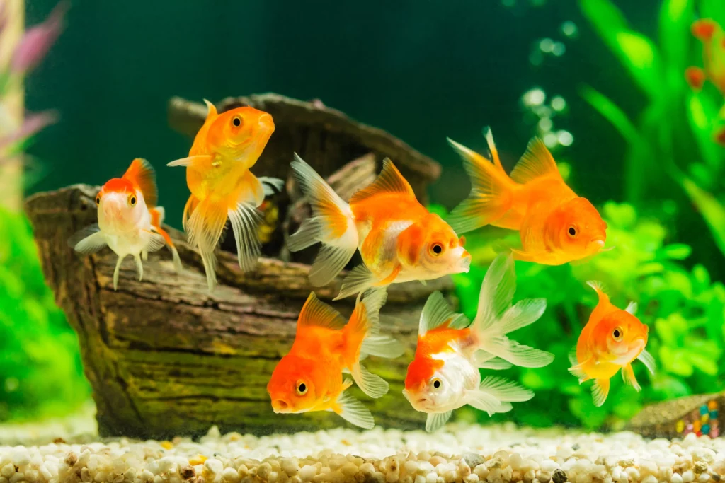 poisson aquarium soin