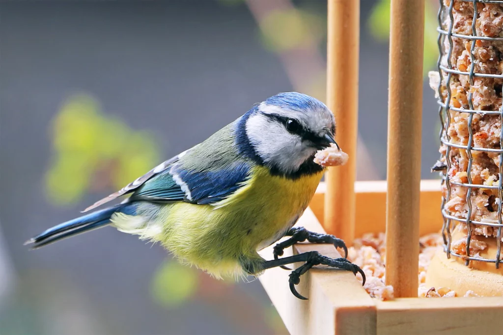 oiseaux mangeoire nourriture soin