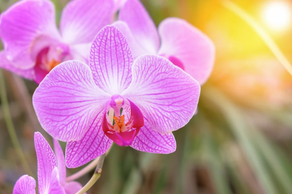 phalaenopsis orchidée fleurs 