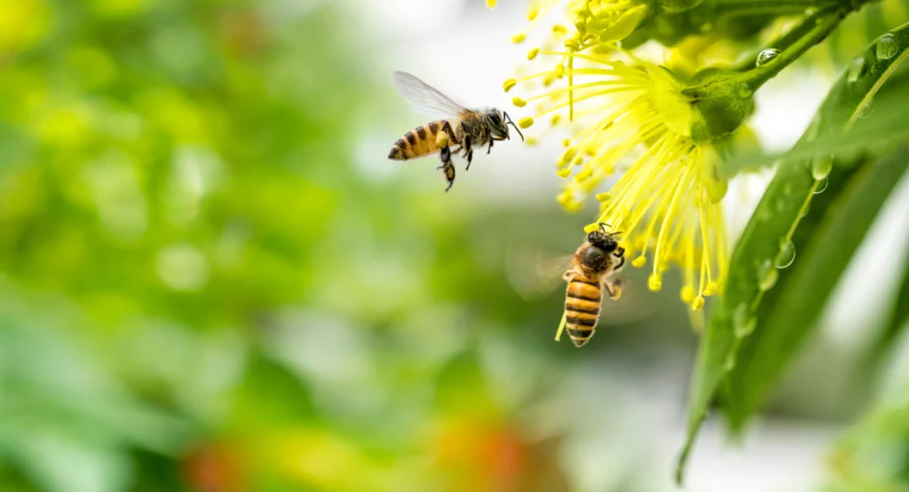 abeilles fleurs attirer jardin