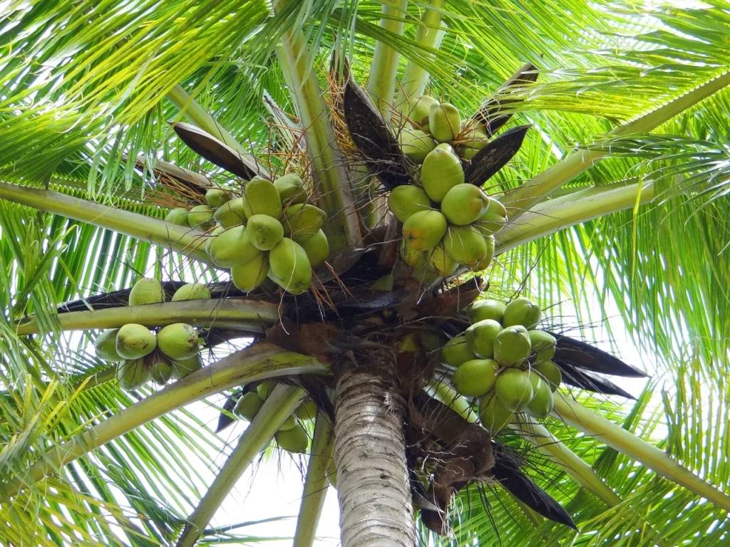 cocottier arbre palmier entretien 