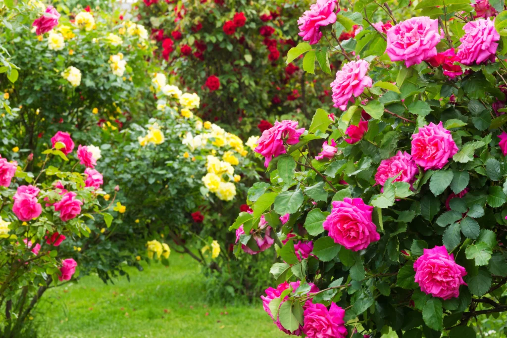 jolis rosiers jardin conseils astuces entretien 