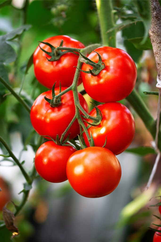 tomates murir jardin conseils astuces 