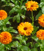 Plantes anti-moustiques, la solution pour un été paisible  !