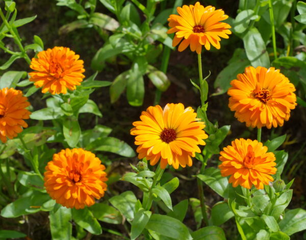 Blooming orange calendula (Lat. Calendula officinalis) in the summer garden Blooming orange calendula (Lat. Calendula officinalis) in the summer garden