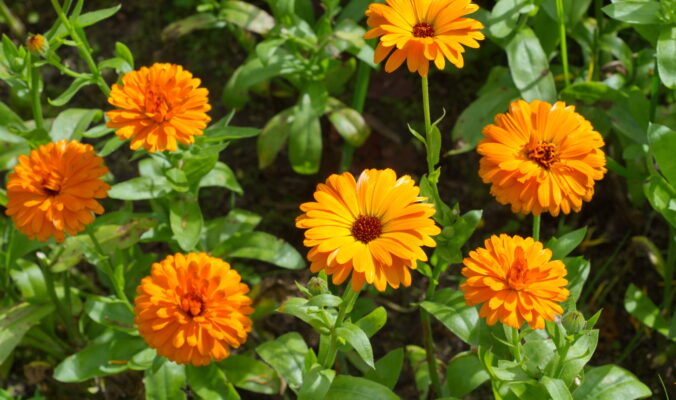 Blooming orange calendula (Lat. Calendula officinalis) in the summer garden