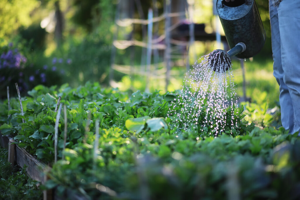 Eau : économies d'eau au jardin
