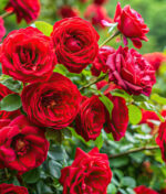 Rosier en pot ou en jardinière, c’est possible !