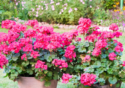 BLOG DELBARD - Geranium zonal