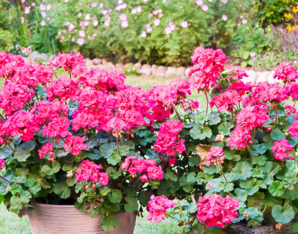 BLOG DELBARD - Geranium zonal