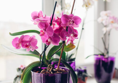 BLOG DELBARD - Orchidée (image mise en avant)